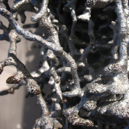 display ants image