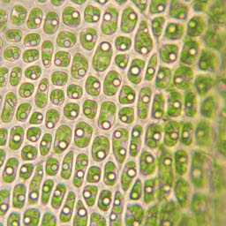 display multicellular image