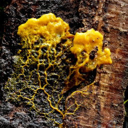 display slime mold image